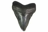 Fossil Megalodon Tooth - Georgia #144302-1